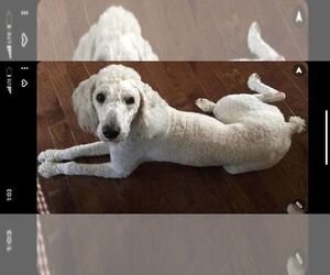 Father of the Cock-A-Poo puppies born on 01/07/2023