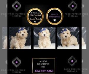 Maltipoo Puppy for sale in WARSAW, IN, USA