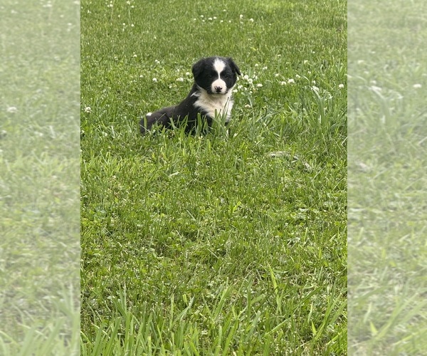 Medium Photo #7 Border Collie Puppy For Sale in BERRIEN SPRINGS, MI, USA