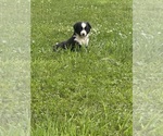 Small #6 Border Collie