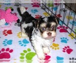 Small Photo #1 Havanese Puppy For Sale in ORO VALLEY, AZ, USA