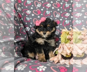 Pom-A-Poo Puppy for sale in OXFORD, PA, USA