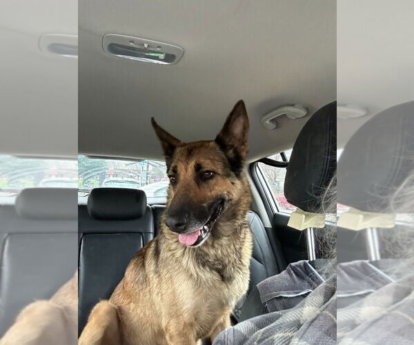 Medium Photo #1 German Shepherd Dog Puppy For Sale in Modesto, CA, USA