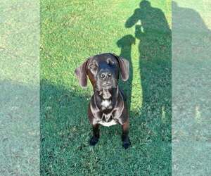 Mutt Dogs for adoption in Greenville, SC, USA