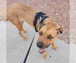 American Mastiff-German Shepherd Dog Mix Dogs for adoption in EL PASO, TX, USA