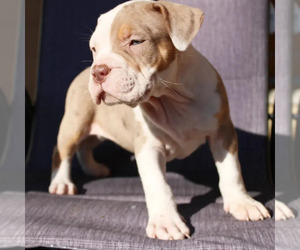 American Bully Puppy for sale in PITTSBURGH, PA, USA