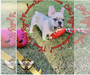 French Bulldog Puppy for sale in WATKINSVILLE, GA, USA