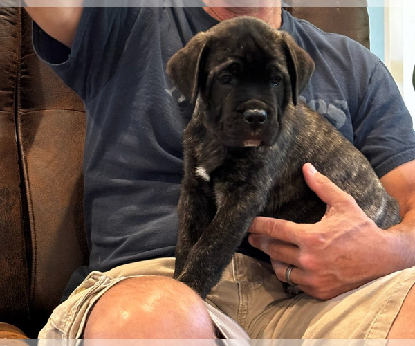 Medium Photo #6 Cane Corso Puppy For Sale in REEVESVILLE, SC, USA