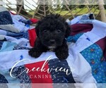 Puppy Augustus Schnoodle (Miniature)