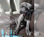 Small Photo #7 Great Dane Puppy For Sale in OGDEN, UT, USA