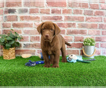 Small #2 Labrador Retriever