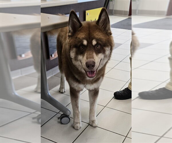 Medium Photo #1 Siberian Husky Puppy For Sale in Derwood, MD, USA