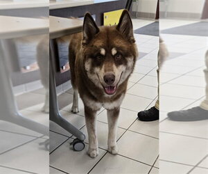 Siberian Husky Dogs for adoption in Derwood, MD, USA