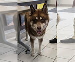 Small Siberian Husky