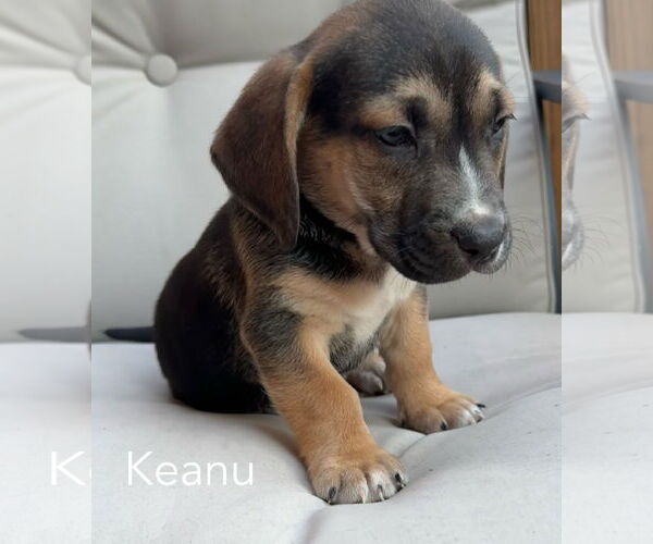 Medium Photo #3 Beagle-Unknown Mix Puppy For Sale in Parker Ford, PA, USA