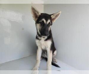 German Shepherd Dog-Unknown Mix Dogs for adoption in Houston, TX, USA