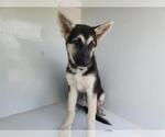 Small German Shepherd Dog Mix