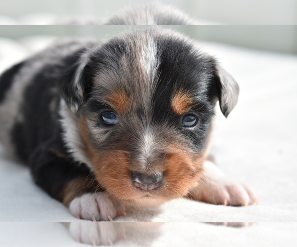 Medium Photo #8 Miniature Australian Shepherd Puppy For Sale in PALM COAST, FL, USA