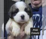 Image preview for Ad Listing. Nickname: Pink Collar