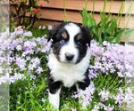 Small #2 Miniature Australian Shepherd