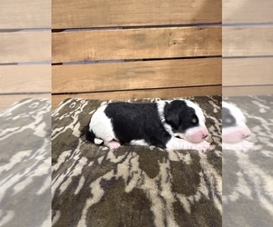 Medium Bernedoodle