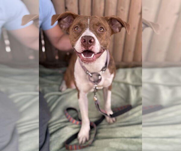 Medium Photo #4 Mutt Puppy For Sale in Philadelphia, PA, USA