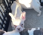 Small #2 French Bulldog