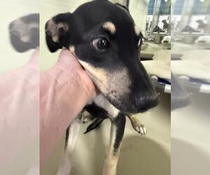 German Shepherd Dog Dogs for adoption in Bakersfield, CA, USA