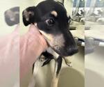 *PUP TART - Female German Shepherd Dog Dog for Adoption - Small photo
