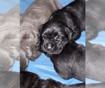 Small #36 Cane Corso