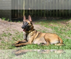 Mother of the Belgian Malinois puppies born on 05/06/2022
