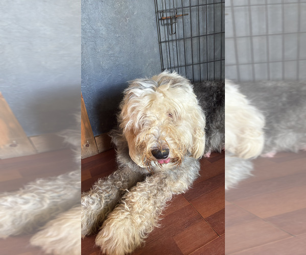 Medium Photo #1 Old English Sheepdog Puppy For Sale in BROKEN BOW, OK, USA