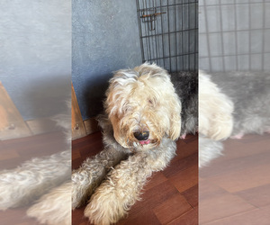 Mother of the Old English Sheepdog puppies born on 05/14/2026