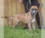 Small #1 Holland Shepherd Mix