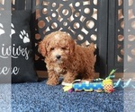 Small #2 Poochon