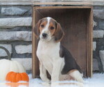 Small Photo #13 Beagle Puppy For Sale in SUGARCREEK, OH, USA