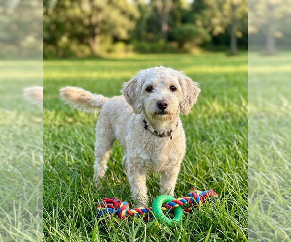 Medium Photo #2 Poodle (Miniature)-Unknown Mix Puppy For Sale in Genesee, WI, USA