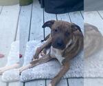 Small #22 Chinese Shar-Pei Mix