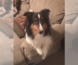 Father of the Shetland Sheepdog puppies born on 11/14/2022