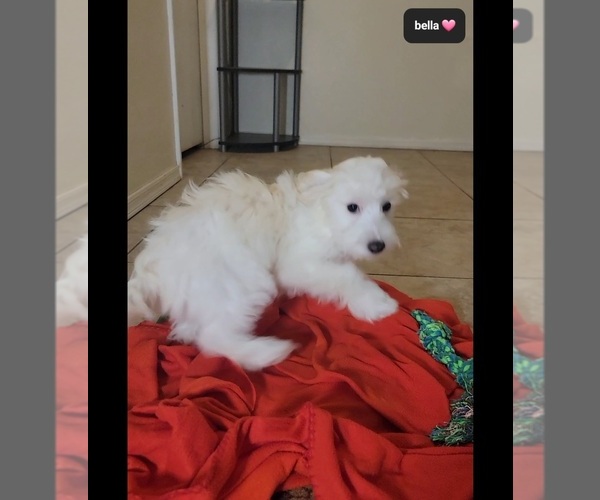 Medium Photo #2 Havanese Puppy For Sale in TUCSON, AZ, USA