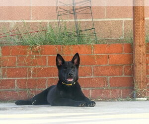 Chow Chow-Unknown Mix Dogs for adoption in Visalia, CA, USA