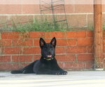 Splash - Female Chow Chow-Unknown Mix Dog for Adoption - Small photo