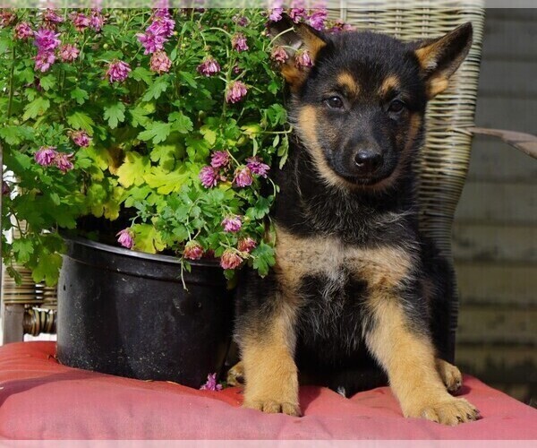 Medium Photo #1 German Shepherd Dog Puppy For Sale in FREDERICKSBG, OH, USA