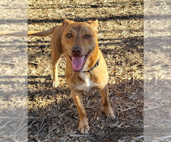 Medium Photo #20 Mutt Puppy For Sale in Ellijay, GA, USA