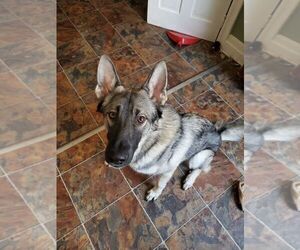 Father of the Alaskan Malamute-German Shepherd Dog Mix puppies born on 02/22/2025