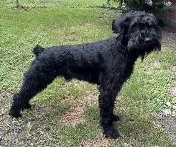 Medium Photo #1 Schnauzer (Giant) Puppy For Sale in SPRING, TX, USA