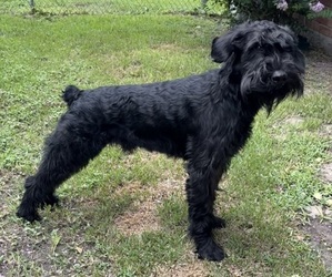 Schnauzer (Giant) Puppy for sale in SPRING, TX, USA