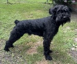Small Schnauzer (Giant)