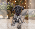Small #1 German Shepherd Dog Mix