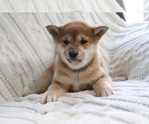 Shiba Inu Puppy for sale in SHILOH, OH, USA